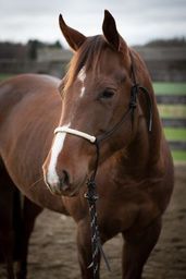 All That Riding Halter With Reins - Looping Hackamore