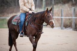 All That Riding Halter With Reins - Looping Hackamore